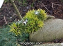 wbgarden dwarf conifers 8